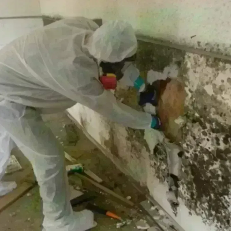 Mold Remediation and Removal in Macon County, NC